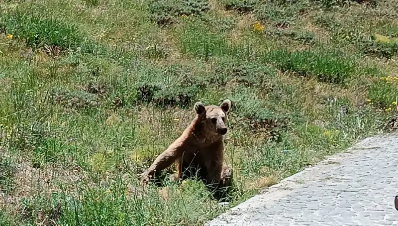 Nemrut Dağı Ziyaretçileri İçin Kritik Boza Uyarısı: Dikkat Edin!