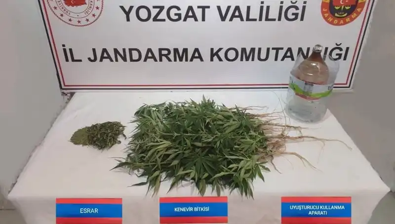 Yozgat'ta Şok Eden Yakalama: 40 Kök Kenevir Ele Geçirildi!