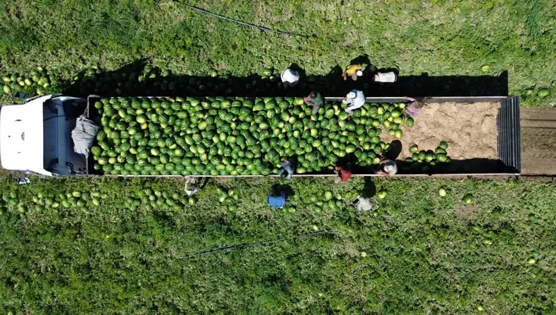 Bafra Ovası'ndan Rekor Karpuz Hasadı Müjdesi: 94 Bin 500 Ton
