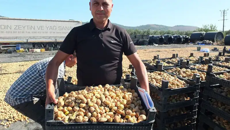 Balıkesir'de Hasat Sezonu Başladı: Uzak Doğu Pazarına İhracat Hız Kazandı