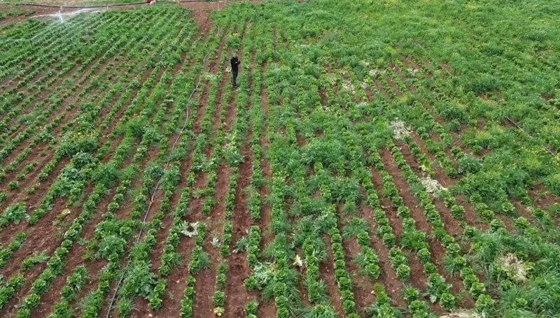 Marul Hasadında Kuraklık Krizi: Üreticiler Zorda!