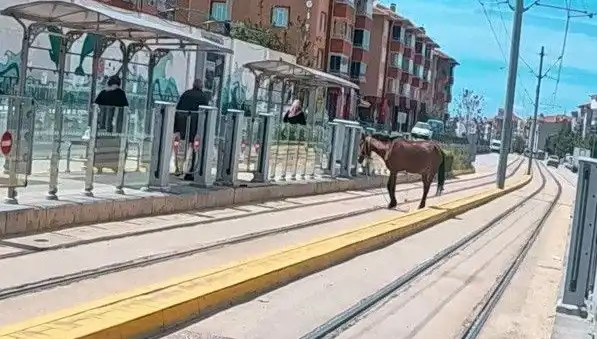 Eskişehir Tramvay Raylarında Başına Büyüklüğüyle Geldi: At İle Şaşkın Geçiş